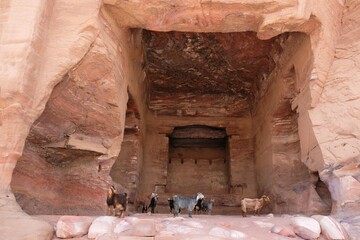Herd of goats in Royal Tombs on  so-called Royal Wall in ancient Nabataean city of Petra, Jordan....