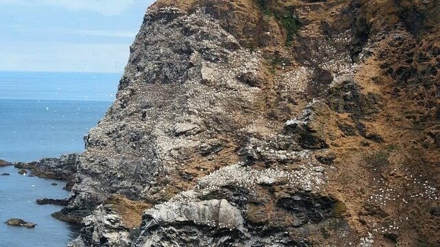 Gannets colony at Troup Head Nature Reserve