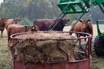 Cows getting fed a fresh bale of hay on the farm