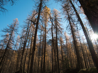 In the autumn forest by the Pellaud lakes in the municipality of Rhêmes-Notre-Dame, in the Aosta Valley, Italy.