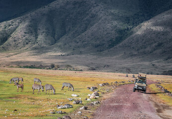 Zebras in Ngorongoro Crater. Safari in Tanzania, Africa 