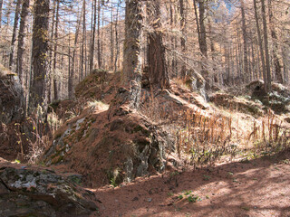 In the autumn forest by the Pellaud lakes in the municipality of Rhêmes-Notre-Dame, in the Aosta Valley, Italy.