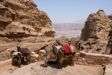Donkeys with decorative saddles stand by the stairs to the Monastery in Petra, Jordan. Petra is ancient Nabataean city,  considered one of seven new wonders of world and is  world heritage site.