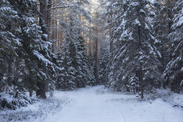 Pine winter forest. Pine branch with snow and hoarfrost. Christmas card. 