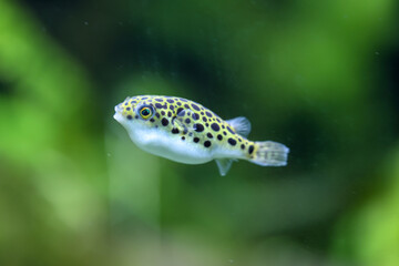 Ein kleiner Süßwasser Kugelfisch im Aquarium.
Sie ernähren sich von Schnecken....