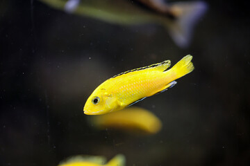 Portrait eines bunten Malawi Buntbarsch im Aquarium.
