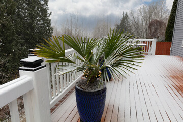 Early winter or late autumn snow fall blanketing home outdoor palm tree plant