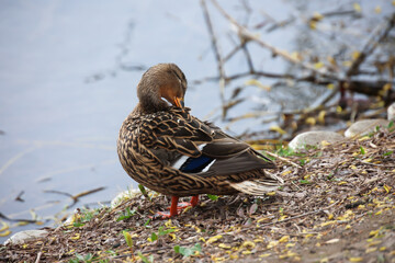 Nahaufnahme einer Stockente an einem Teich.
