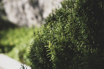 healthy rosemary bush very popular as a Mediterranean spice