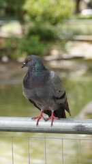 Pigeon in the park