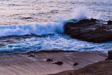 Waves crashing around sea lions on beach