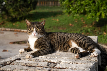 Naklejka na ściany i meble A beautiful white-brown street cat lies on the stone floor. Stray stray cats on the street of the city. Pets on the street. A street cat.