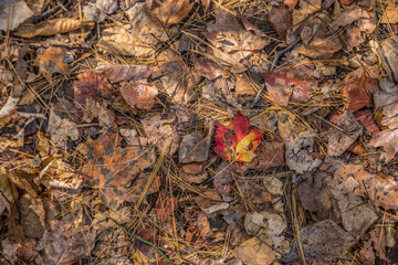 One colorful leaf on the ground