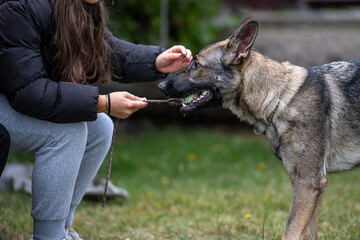 A young happy German Shepherd plays tug with a ball. Sable colored working line breed