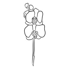 Flowering orchid in hand. Contour drawing, line art