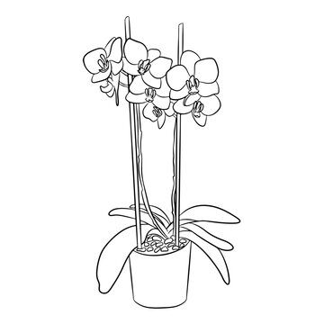recommend clip art: Beautiful orchid flower on white background