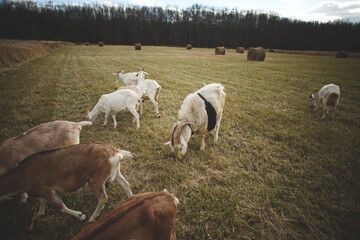 Obraz na płótnie Canvas Saanan and Alpine dairy goats on a small farm in Ontario, Canada.