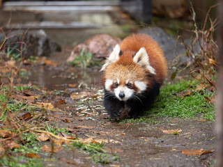 red panda in the woods