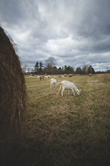 Saanan and Alpine dairy goats on a small farm in Ontario, Canada.