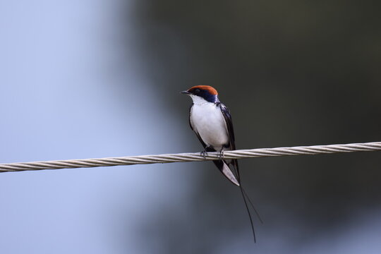 Wire Tailed Swallow