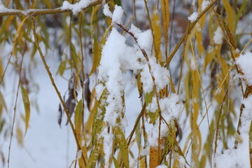 Spruce branch covered with frost. First snow. Snow on a green branch. Christmas season. New year mood