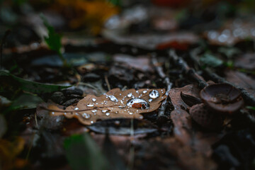 Autumn leaf with large drops close-up