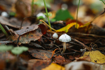 Mushrooms in the forest, Wild mushroom on the spruce stump. Autumn time in the forest.
