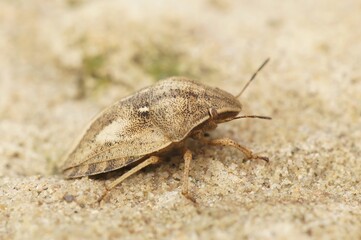 Closeup on an adult brown Tortoise shield bug, Eurgygaster testudinaria sitting on a stone