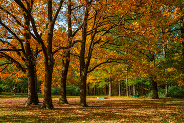 Colorful landscape of the autumn forest park