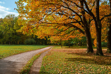 Naklejka premium Colorful landscape of the autumn forest park