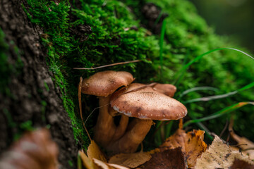 Mushrooms in the forest, Wild mushroom on the spruce stump. Autumn time in the forest.