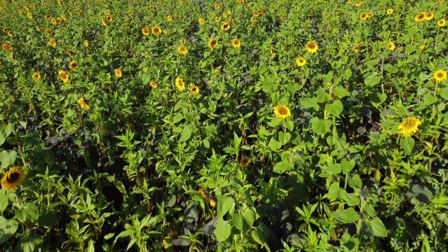 Top view of sunflower field in sunny day. 4K aerial view of sunflowers. Drone video. Slow camera movement across a agriculture sunflower crop field.  