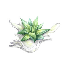 Aloe vera, watercolor illustration, medicinal plant and juice splash, natural cosmetic component and skin cream.