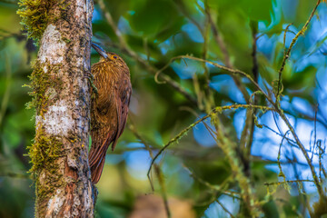 Strong-billed woodcreeper in the tree