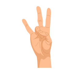 Hand gestures. Illustration of human palm showing sign. Cartoon peace symbol, thumbs up, ok positions isolated on white