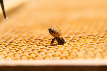 Closeup shot of a bee making honey on a honeycomb- traditional beekeeping