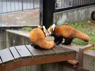 red panda bear