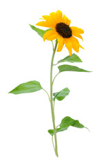 Beautiful yellow sunflower isolated on a transparent background.