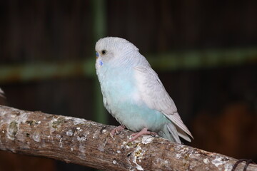 A small blue budgie perched on a tree branch