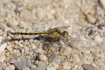 Closeup on a female Southern skimmer dragonfly, Orthetrum brunneum, sitting on a stone