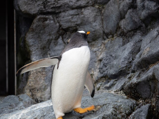 penguin on the rocks