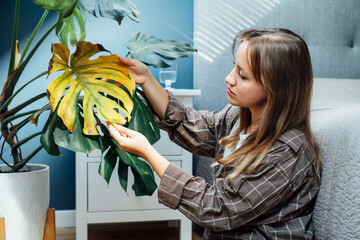 Young upset, sad woman examining dried dead foliage of her home Monstera plant. Houseplants...