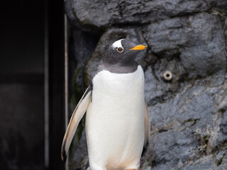 penguin on the rocks