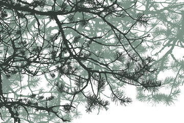 Pine tree and branches silhouette, illustration, png