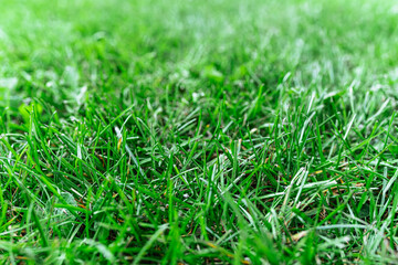 green grass background