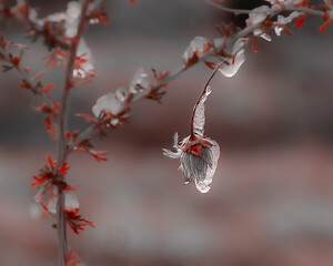 Icy Seed Pod in Desert