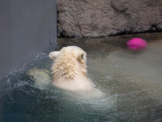 polar bear swimming in the water
