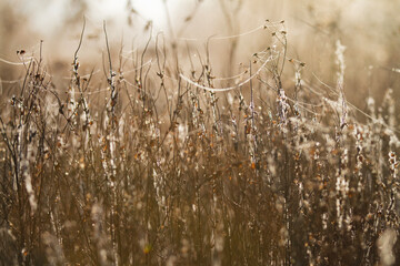 Winter garden dried flowers with golden light,  and spider webs