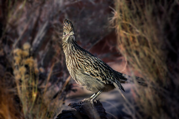 Roadrunner sitting on Rock