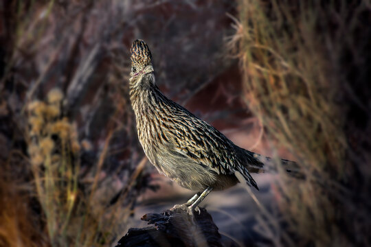 Roadrunner sitting on Rock